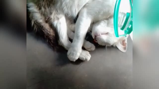 Cat prank 🐱🐱🐱🐱🐱