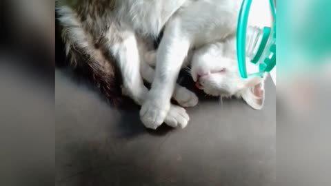 Cat prank 🐱🐱🐱🐱🐱