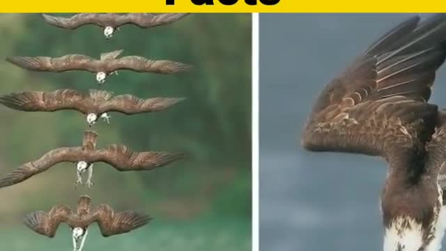 आपको दिख क्या रहा है | Amazing Facts | Interesting Facts#Shorts#Short #Anandfacts