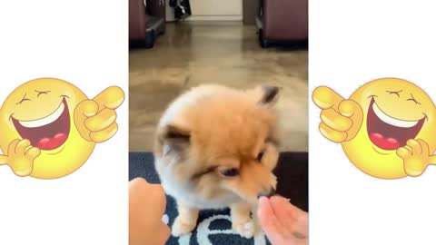 Cats vs Dogs funny videos and fighting pets