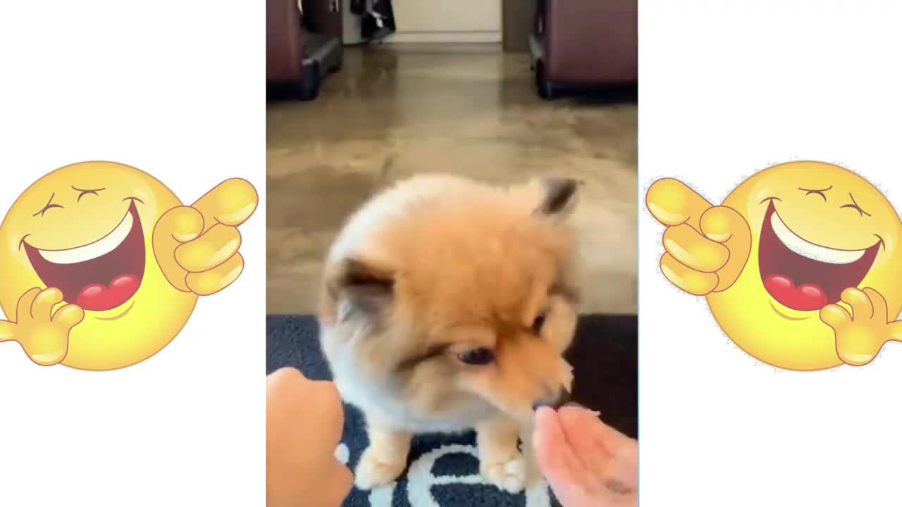 Cats vs Dogs funny videos and fighting pets