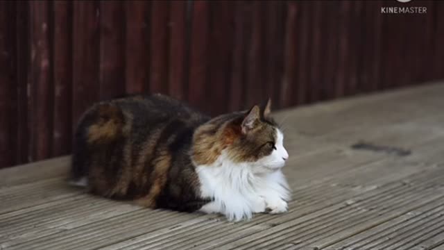 Furry cat sitting and watching.very beautiful cat.