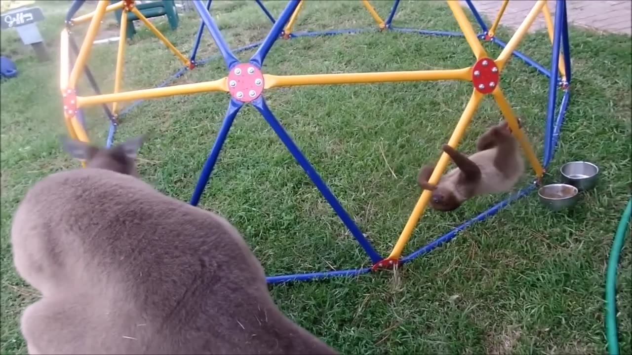 Funny Baby Sloths