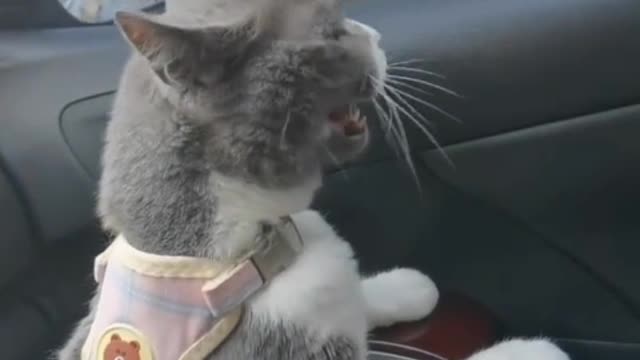 Keep a cat, only know how happy you are