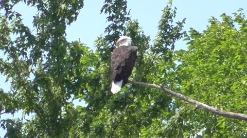 332 Toussaint Wildlife - Oak Harbor Ohio - Proud Eagle Enjoys Creation