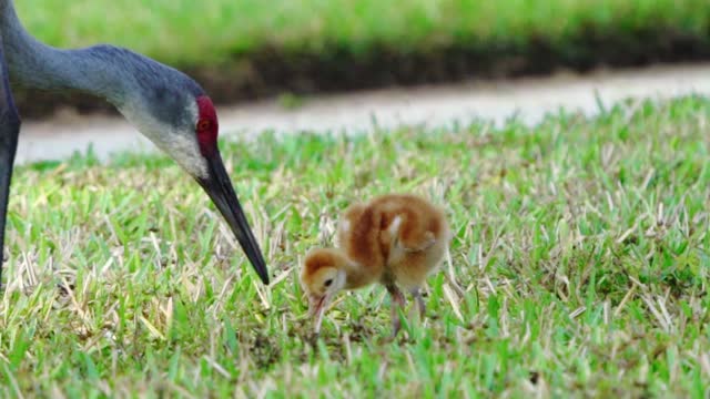 Baby Sandhill Crane Learning to Find and Eat Bugs