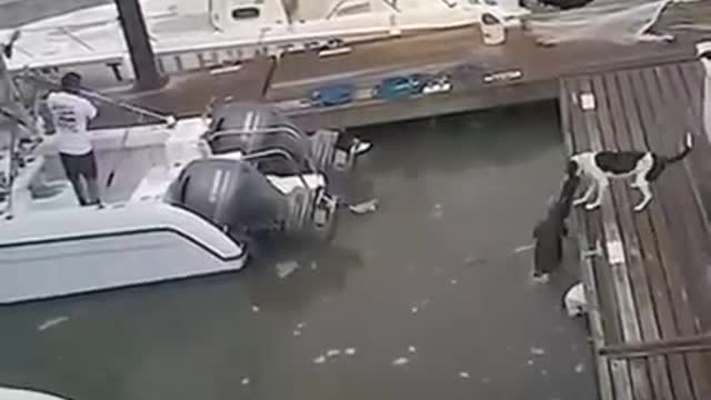 Unexpected alligator attack to a dog