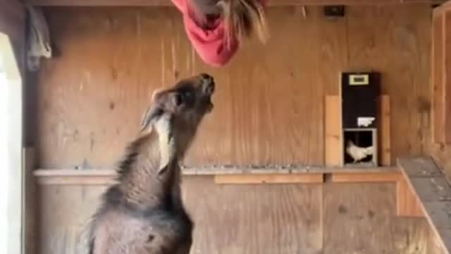 Acrobatic Goat Escape