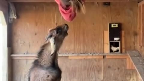 Acrobatic Goat Escape