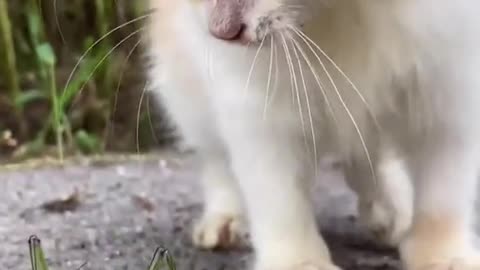 Video dog