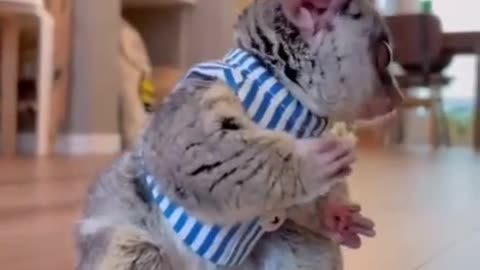 What's So Interesting About Funny animal videos?