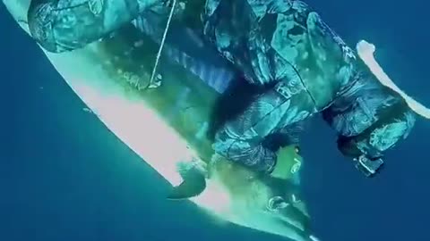 Hunting Fish With A Knife