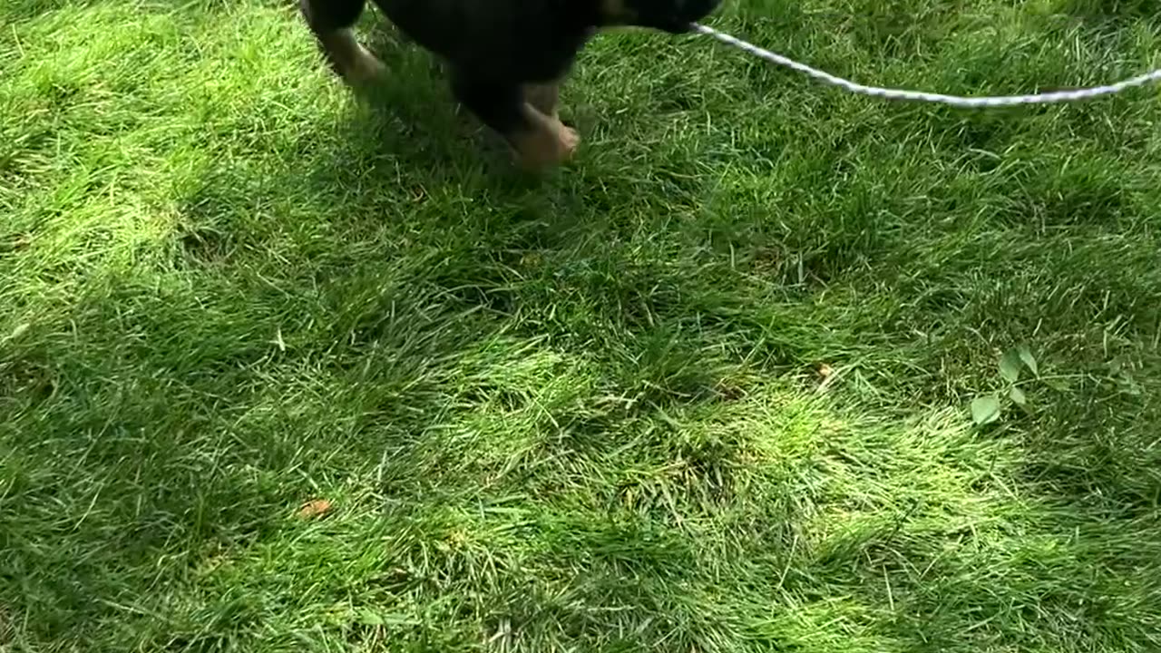 German Shepherd puppies