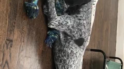 Spotted dog chewing blue rope stares at camera