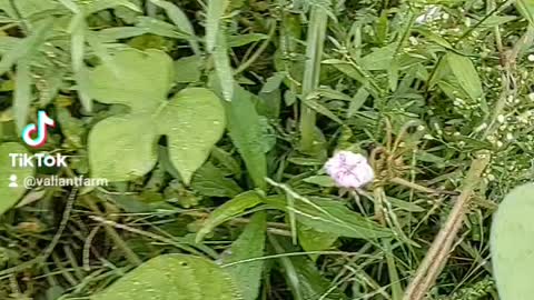 Morning glories