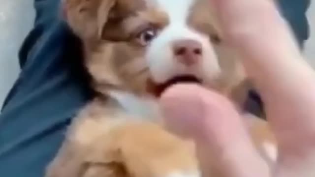 Playing With A Cute Dog #Shorts