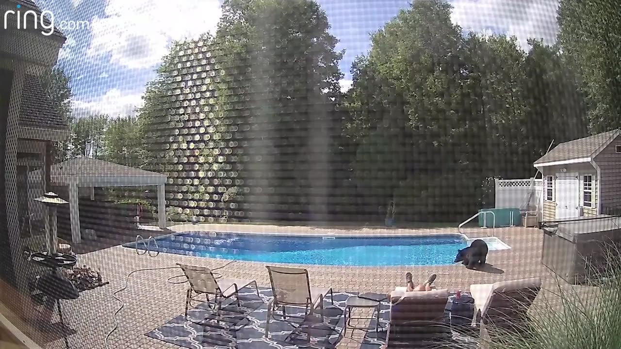 Bear Wakes Up Guy Taking a Nap By The Pool Captured