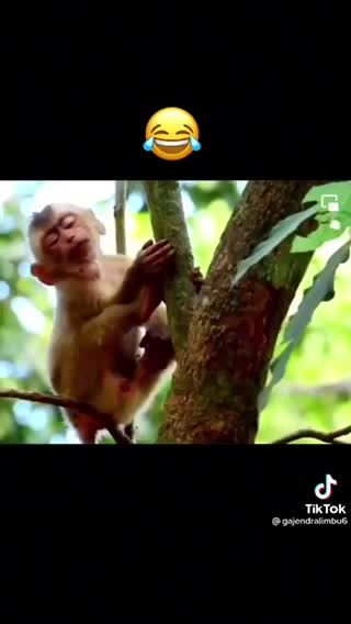 Sleepy monkey why monkey falls from the tree