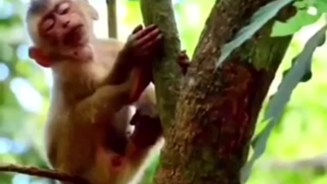 Sleepy monkey why monkey falls from the tree