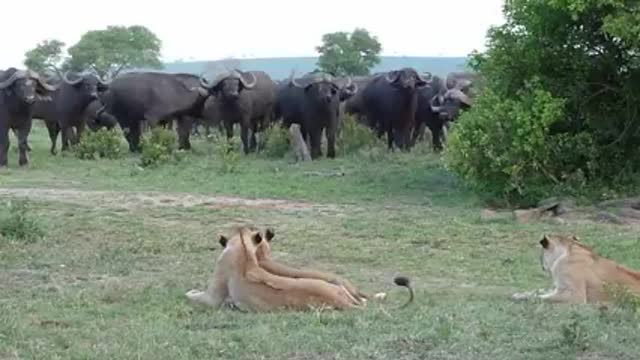 Lion vs buffalo fight