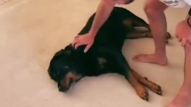 I taught my dog how to play dead for real