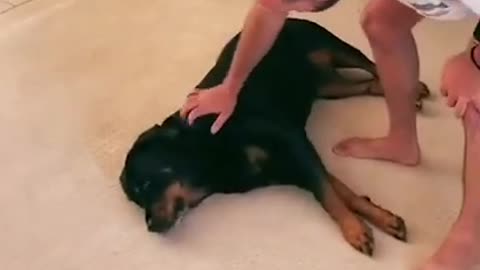 I taught my dog how to play dead for real