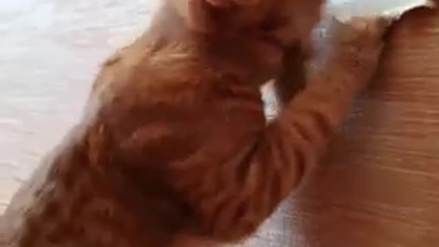 Funny animals - Funny cats / dogs - Funny animal videos 200