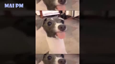 😂🤣🤣🤣🤣Funny dog video 😂🤣🤣🤣🤣