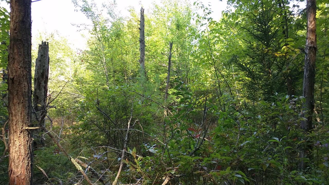 Woods