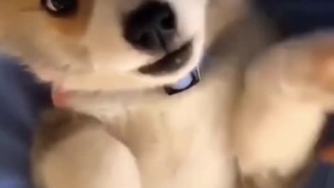 Cutest sneeze, funny dog video #shorts