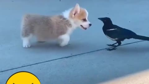 A Puppy and A Bird Are Playing