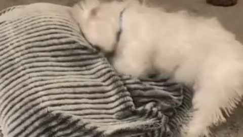 9.When Callie sees Duke…