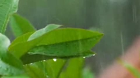 Beautiful rain sound to relax.