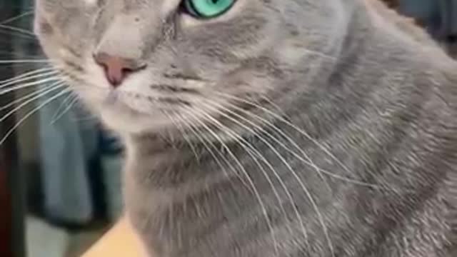 OMG-Cute & Funny Cats-Cutest Cats- Aww Animals- Cats Lovers- Cats Land-Kittens