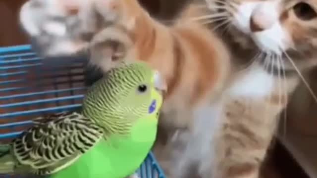 a cat is friends with a parrot