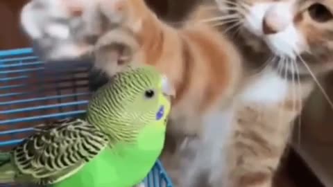 a cat is friends with a parrot