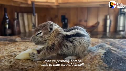 Baby Chipmunk Burrows Into Giant 115-Pound Dog's Fur | The Dodo