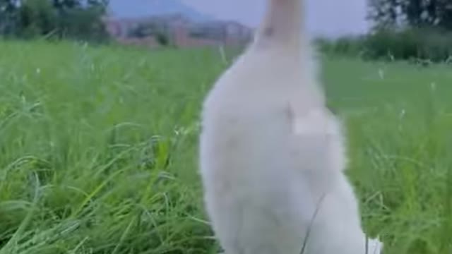 Buckle up for one of the most adorable dog compilations you've seen this week