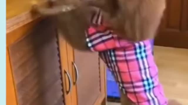 funny dogs - funniest confused dogs