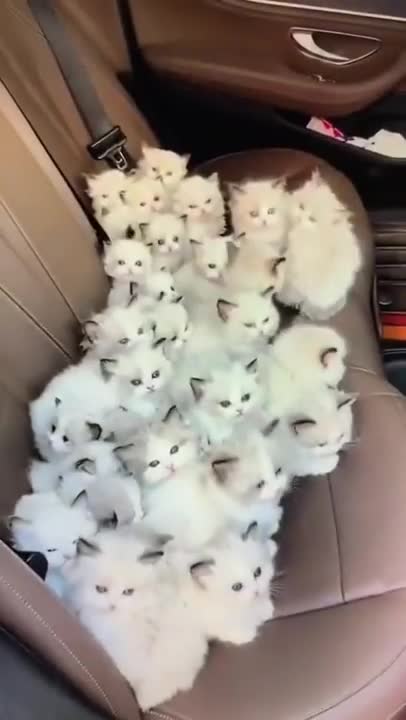 Cute kitten inside the Car seat #shorts #cats