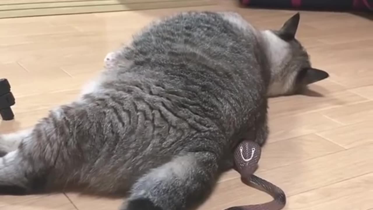 Surprised cat