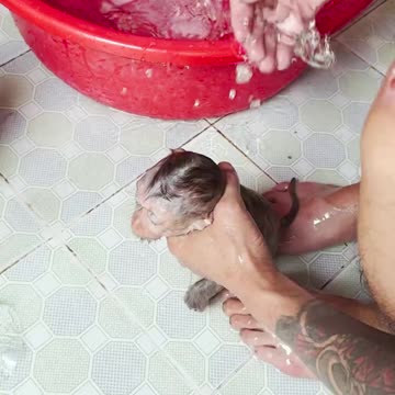 How to bathe a cute, non-naughty baby monkey#1
