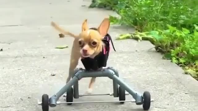 Look at the pocket dog