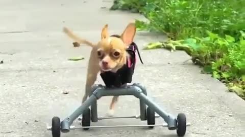 Look at the pocket dog