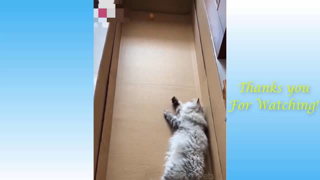 Top funny pet videos of the week