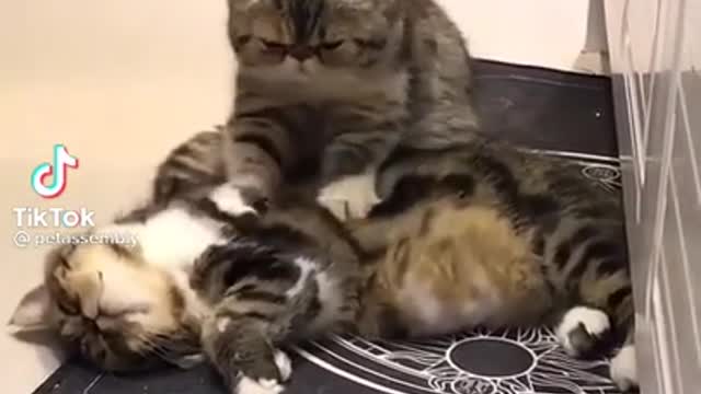 CAT MASSAGE | funny videos tiktok | funny video tik tok 2021 new | funny cats tiktok videos