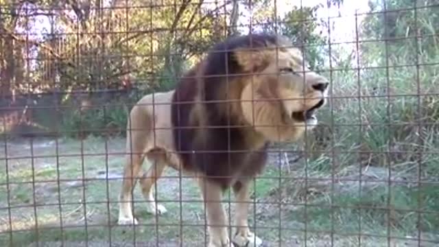 Lion cuty fany vedio