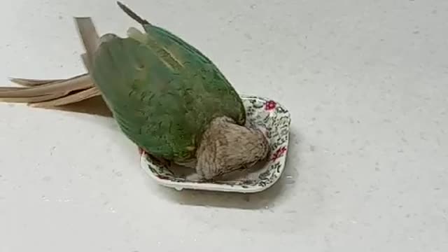 Parrot Shower