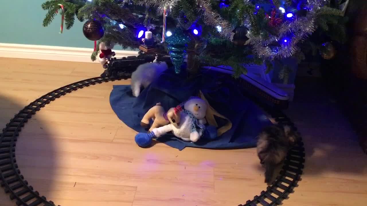 Kittens and Christmas train