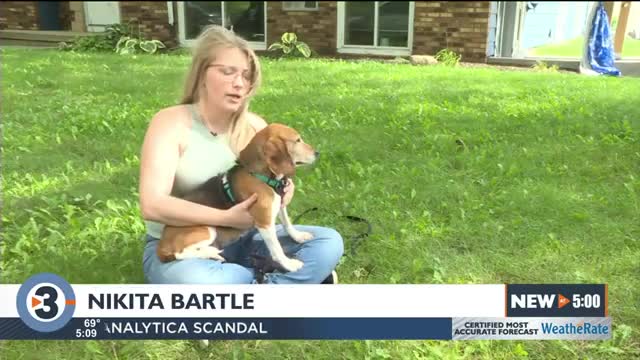 Beagle rescued from Virginia puppy mill finds home in Madison